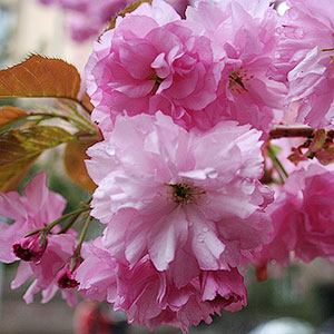 Sakura Viewing and Wine Tasting in Uzhgorod